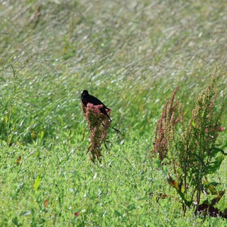 Red-winged Blackbird Perched on Wild Sorrel