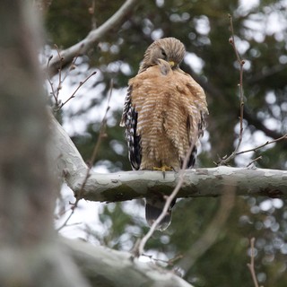 Red-Shouldered Hawk Perched in Winter Tree