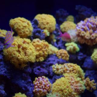 Vibrant Underwater Ecosystem: The Coral Reef