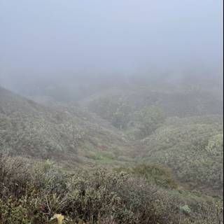 Misty Morning in Marin Headlands