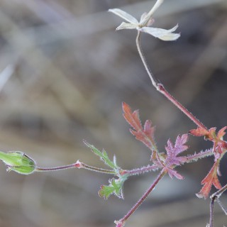 Delicate Desert Geranium in Late Spring Bloom