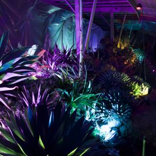 Enchanted Night in the Garden of D'Lights