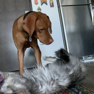 Playful Hound and Feline Friends