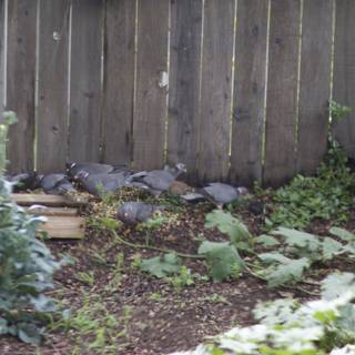 Pigeon Party on a Leaf Pile