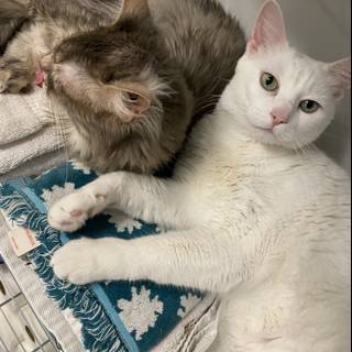 Feline Friends Cuddling on a Cozy Blanket