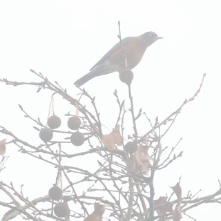 Bird Perched in Misty Winter Branches