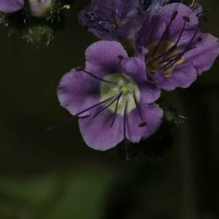 Purple Geranium Blooms in Spring