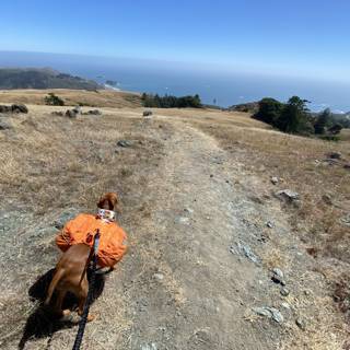 Canine Adventurer on the Trail