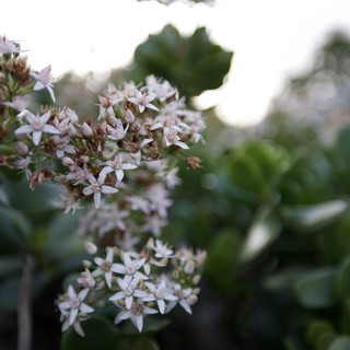 Delicate White Flower Clusters in Soft Focus