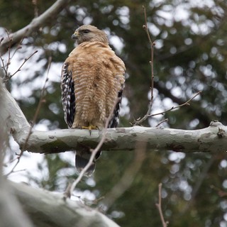Red-Shouldered Hawk Perched on Birch Branch