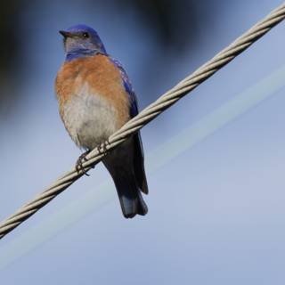 Perched in Serenity
