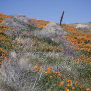 Fields of Orange Flowers
