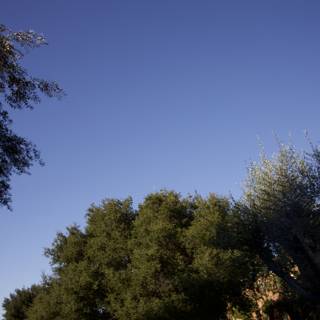 Thistlewyck Canopy