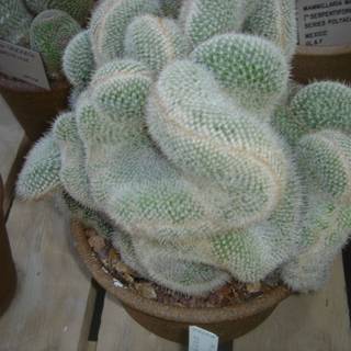 The Centerpiece Cactus