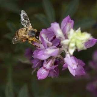 Bee on a Purple Geranium