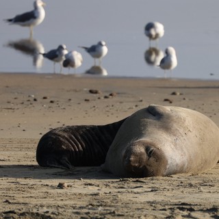 Elephant Seal Pup Resting on Drakes Beach