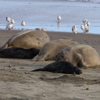 Elephant Seals and Seagulls Resting on Drakes Beach