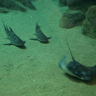 Enigmatic Dance of the Stingrays