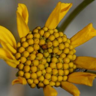 Yellow Daisy Flower with Seeds