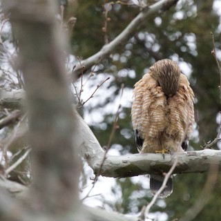 Cooper's Hawk Resting in Winter Snowfall
