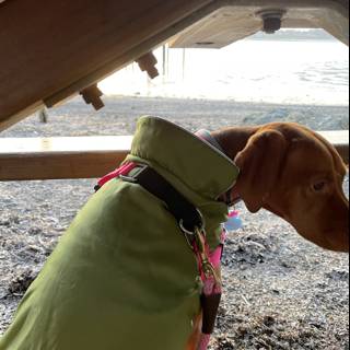 Green Jacketed Canine on the Coast