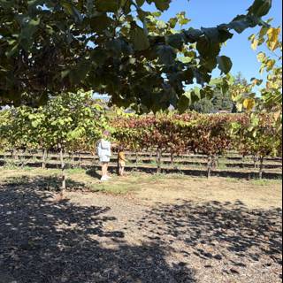 Harvest Stroll in Napa