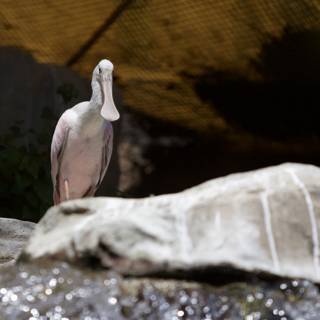 Stork Perched on a Rock in the Zoo