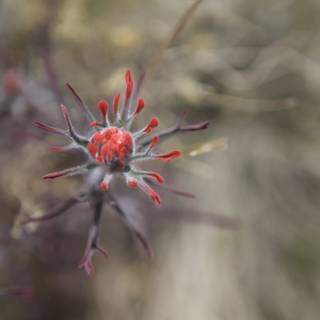 A Red Flower Blooms in the Desert