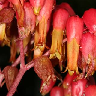 Red Geranium in Full Bloom