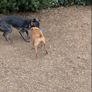 Canine Playtime in the Dirt