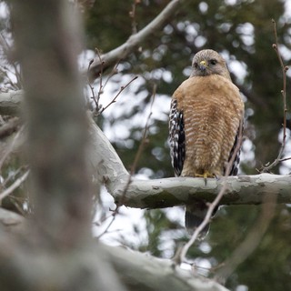 Red-shouldered Hawk Perched on Winter Branch