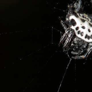 Garden Spider on the Hunt