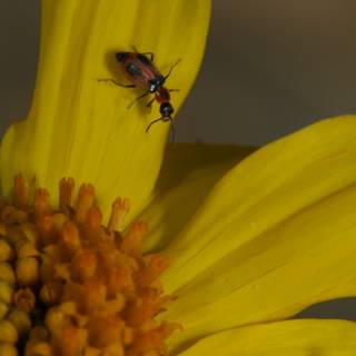 Bug on a Yellow Flower