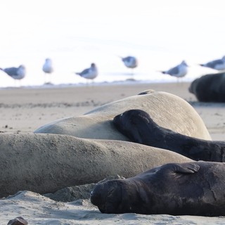 Elephant Seals Resting at Drakes Beach Colony