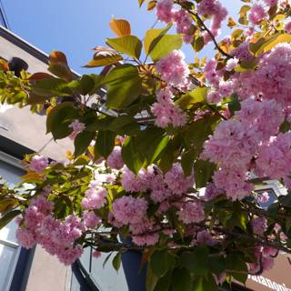 Pink Blossoms in the City