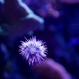 aquarium or underwater marine environment