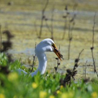 Great Egret Catches Fish at Wetland Preserve