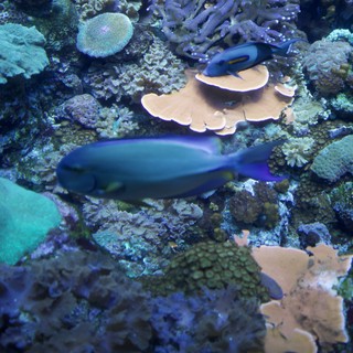 Blue Fish Swimming Among Vibrant Coral Reef