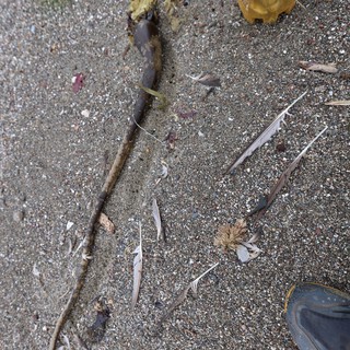 Beachcombing Finds Along the Tide Line