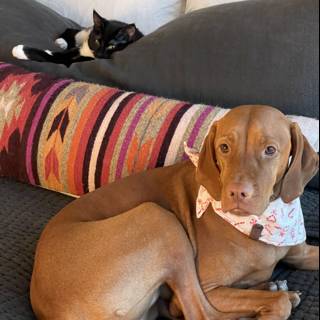 Comfy Canine and Cuddly Cat