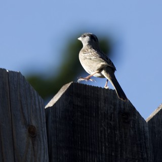 White-crowned Sparrow Perched on Weathered Wooden Fence