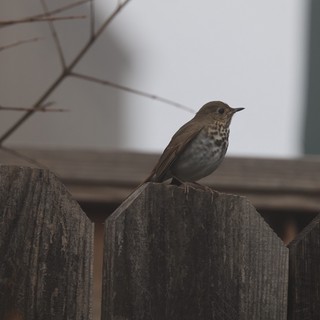 Swainson's Thrush Perched on Weathered Garden Fence