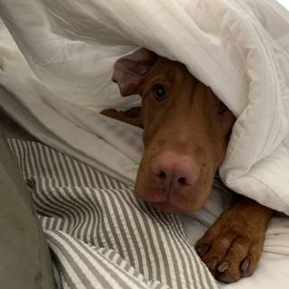 Cozy Canine in Linen Layers