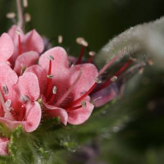 Majestic Pink Geranium Flower