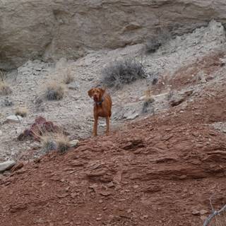 Majestic Canine atop Rocky Hillside