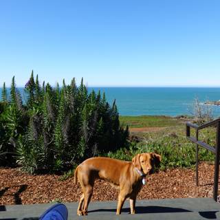 Canine Contemplation at the Coast