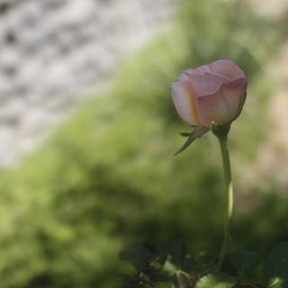 Pink Rose Against Stone Wall