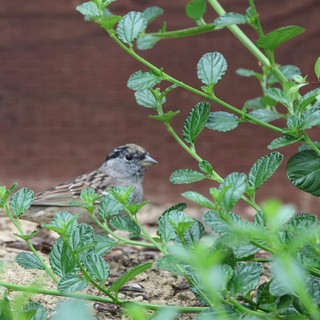 Golden-crowned Sparrow Foraging Among Green Foliage