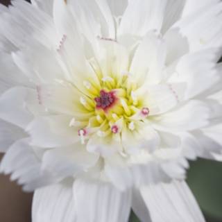 Pink-Centered White Flower