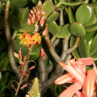 Acanthaceae Flower in Full Bloom
